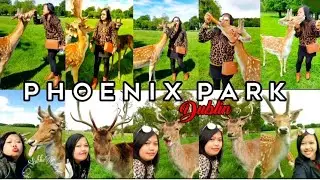 IRELAND Vlog🇮🇪 Phoenix Park The Largest enclosed Public Park in Europe with The Large Wildlife herds