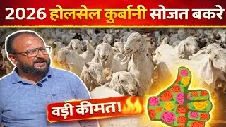 2026 कुर्बानी के होलसेल में सोजत बकरे | गुलाबी | बकरे | बकरी | सोजत नस्ल |