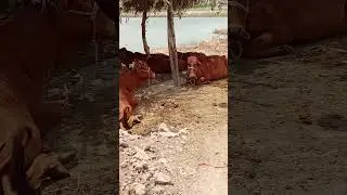 #HeerTanja #song #love #music #farming #villagelife Beautiful ❤️😍N M S 🤙😎👑#punjabimusic