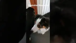 🐶🚪🐶#openthedoor #australianshepherd #dogshorts  @#BlackDogsVlog #goodmorning #goodevening