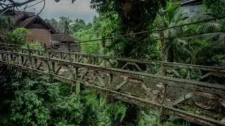 Panama Rainforest Ambient Sounds of Nature
