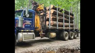 Making Sense of Timber Taxes