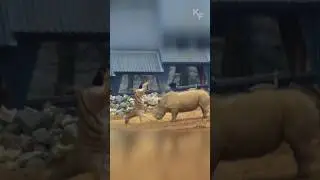 Zebra Defends Itself Against Aggressive Rhino