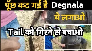 Prevent tail rotting and falling Degnala Disease in Cattle Buffalo / tail gangrene ka ilaj