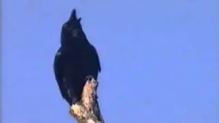 Large-billed Crow (Corvus macrorhynchos)
