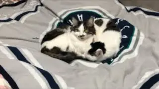 【夜ライブだよ〜😊🐱🐱】ひとりじゃないよ(^o^)【にゃんこごはんから🐱🐱】緑のたぬき、おいしいよ😊など