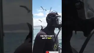 Speed is Shark Diving!!!