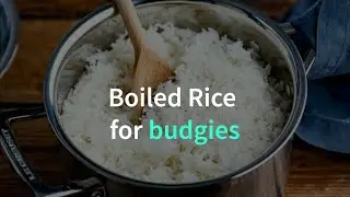 BOILED Rice for love birds (budgies)/ Uble hue Chawal budgies Love birds k liye