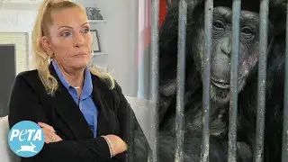 Does Chimp Crazy&rsquo;s Angela Scott Regret Calling PETA?