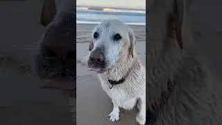 Nothing prepares you for losing your soul dog  #petloss #souldog #petgrief #rainbowbridge #dog
