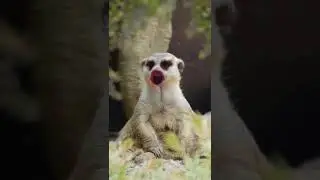 Мына сага