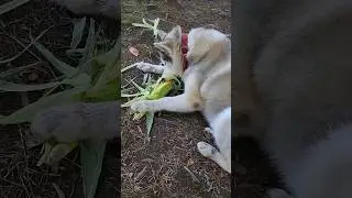 #huskyfun #собака #хаскибайкал #huskyplay #юмор #животныешляйх #хаски #суперсобака #животные #прикол