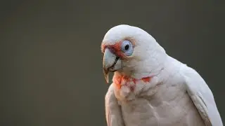 Cockatoo - Corellas