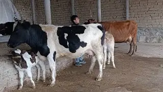  ГОВИ ЧОНИ ПИЕСТУР  НОМЕР  911217221   16 ЯАНВАР 2026 