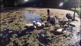 Black Swans and Foraging Behaviour - Attenborough for a Day