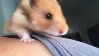 #5 - Syrian Hamster Play Time