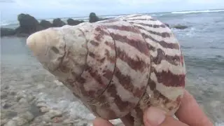 cone shells washed ashore