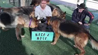 christmas 2024 3 of 4 Vintar german shepherd dog and puppies with dog training