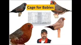 Zebra Finch Birds bought a new cage for Babies Bird flying Cage | Birds | Finches