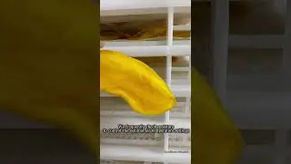 DRIED MANGO TECHNOLOGY IN VIETNAM MANUFACTORING
