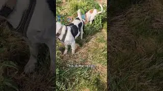why I have no money #dog #puppy #pets #petlover #jackrussell #jrt #shorts