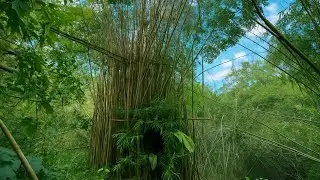 #Camping-make a simple hideout in a dead bamboo bush