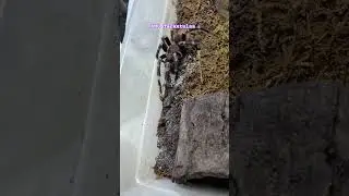 Old Male Vitalius Chromatus Chasing His Food Around #amgtarantulas #tarantula #spider