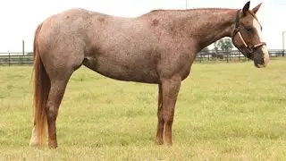 2012 SMART LITTLE LENA DAUGHTER FOR SALE