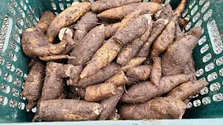 Cùng Bà Mẹ Miền Tây Thu Hoạch Sâm Đất Quá Nhiều Củ 🇨🇦2254》Vườn Rau Việt 