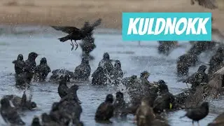 Kuldnokk, Sturnus vulgaris, Common Starling - Eesti linnud
