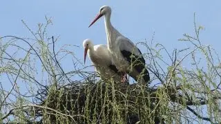 Het geklepper van de ooievaar in de Brielmeersen te Deinze