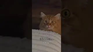 Funny CAT Moments 😂😂 episode 3687 #funnycats #cats #funnyanimals #petsofinstagram