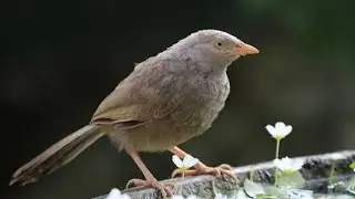 A Special Love Bird -Thavettu kuruvi... (Birds Around Us)... #sbo #parttimejob #workfromhome #birds