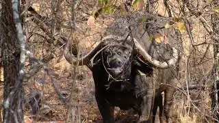 34 Bufalos Hunted with Tsessebe Safaris in one Season!