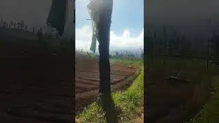 SUNMORI KEBUN KENTANG