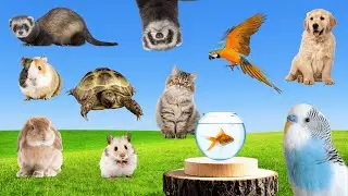 One Day with Our Home Pets: Cute & Cuddly Friends 🐶🐱 | Animal Life On Earth - ALOE