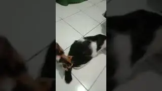 #simanis