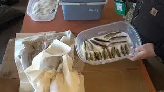 Step by Step How to Make Salted Minnows Bait for Boundary Waters Lake Trout Fishing