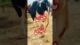 Multan cow mandi#trending#dairyfarming#ytshort#viralvideo#youtube  18 January 2024