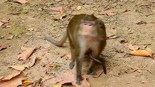 Can't stop watching very adorable baby monkey baby gentle mother is very take more attention
