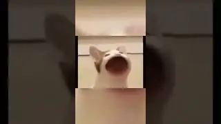 pop cat