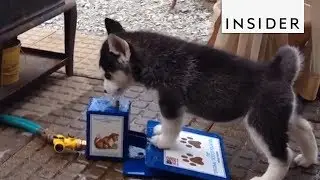 Water Fountain For Dogs