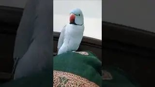 World's Wonderful Talking Parrot Kiwibeta 👑