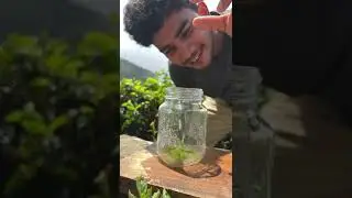 Orange Iced Tea | Wild Cookbook