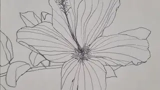 Episode 22. How to draw. A drawing study of a hibiscus 🌺. 