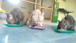 prepare breakfast for the cat_memberi makan kucing @deniwans