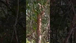 Spotting A Leopard Cub #wildlife #animals #africa #safari #cat