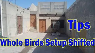 HOW TO SHIFT BIRDS SETUP | Birds Society