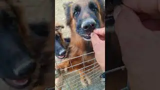 German shepherd Long Coat Female Dog's #viralvideos #gsds #puppy #pets