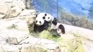 Throwback Panda Mom Strolling And Cub Eating 大熊猫母子 251225